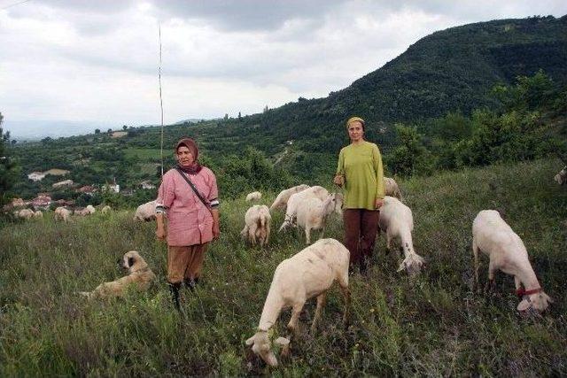 Bursa’daki Meralar Islah Ediliyor