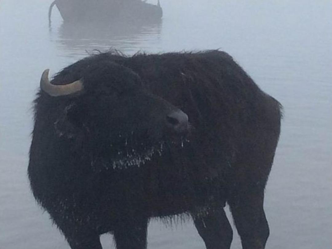 Kışın Dondurucu Soğuğunda Da Taze Ot Yiyorlar