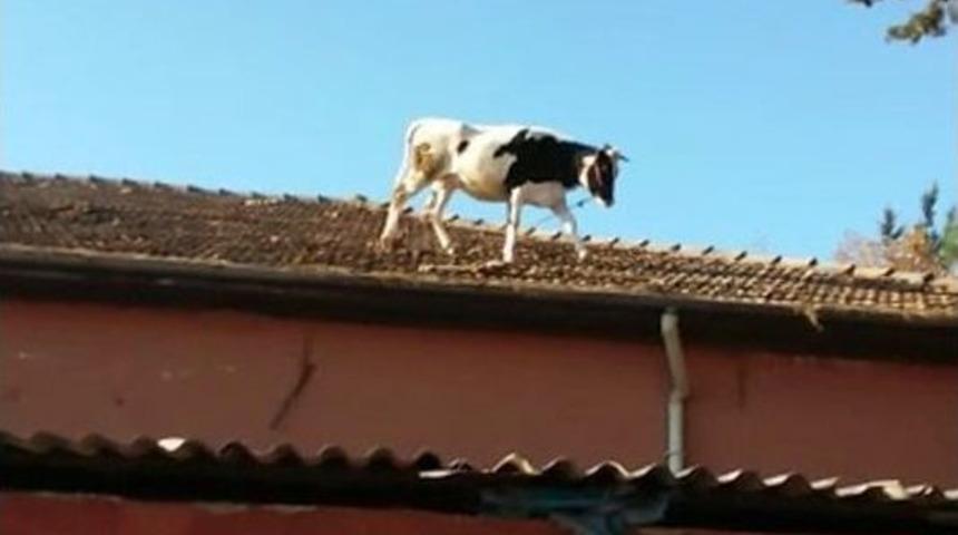 Kesime Getirildiği Sırada Ka&ccedil;an İnek, Mezbahanın &Ccedil;atısına &Ccedil;ıktı