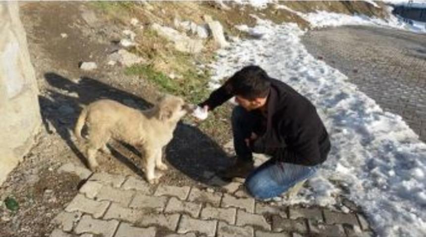 Kar Ve Soğuk Hava Sokak Hayvanlarını Vurdu