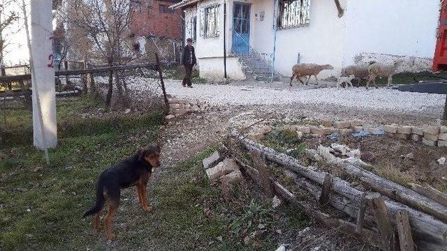 Köpek Hırsızları Vatandaşları Bezdirdi