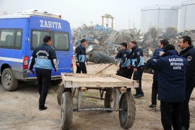 Şanlıurfa’da At Arabaları İmha Edildi