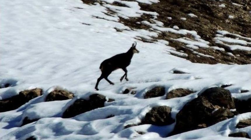 Tunceli&rsquo;de Dağcılar Şamuaları Fotoğrafladı