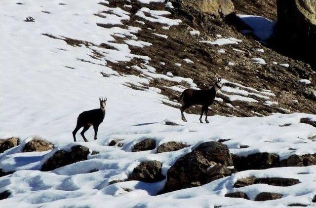 Tunceli’de Dağcılar Şamuaları Fotoğrafladı