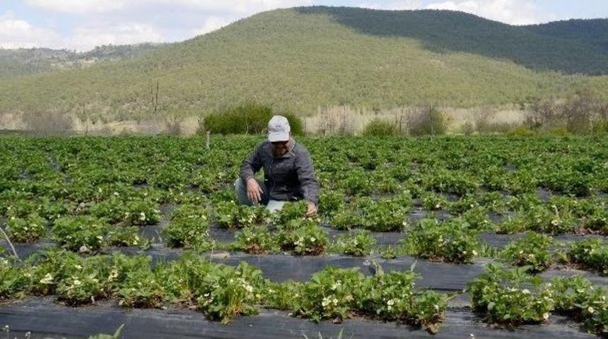 Tarımsal Destekler 2016&rsquo;da Da Devam Edecek