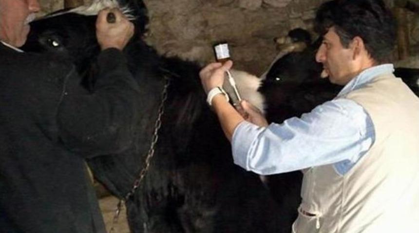 Birecik&rsquo;te Şap Hastalığına Karşı Aşılama Kampanyası Başladı