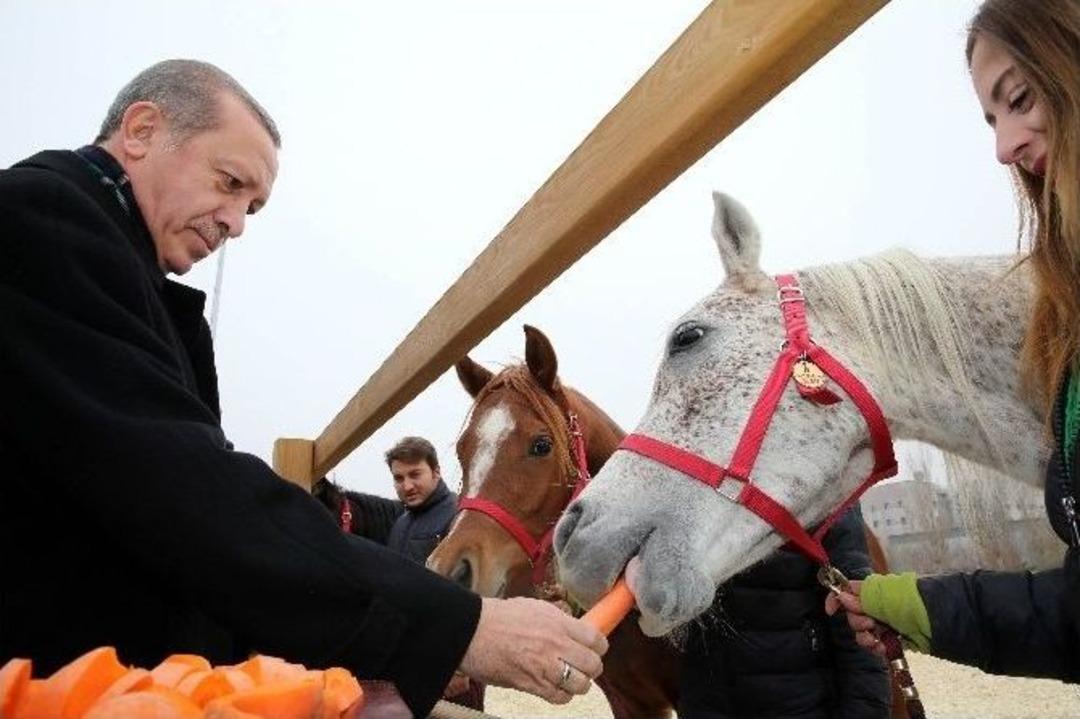 Cumhurbaşkanı Erdoğan, Atlara Havu&ccedil; Yedirdi