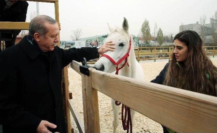 Cumhurbaşkanı Erdoğan, Atlara Havuç Yedirdi G1