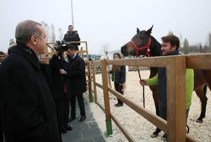 Cumhurbaşkanı Erdoğan, Atlara Havuç Yedirdi G3