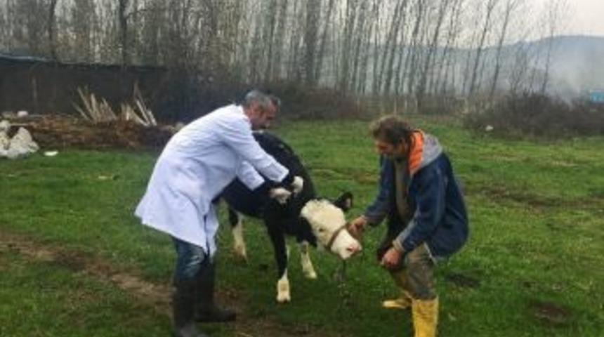 Bartın&rsquo;da &rsquo;nepal Şapı&rsquo; Karantinası