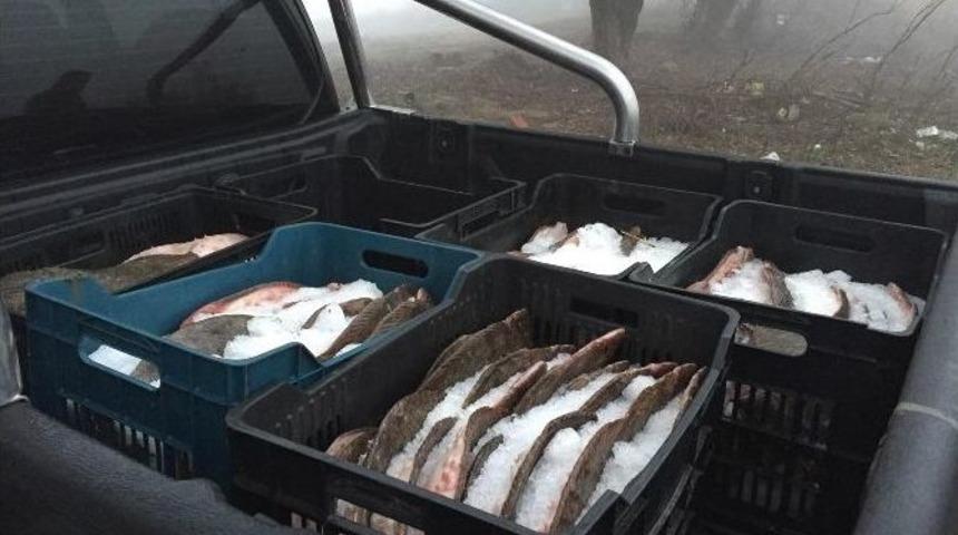 Edirne&rsquo;de 685 Kilo Ka&ccedil;ak Kalkan Balığı Ele Ge&ccedil;irildi