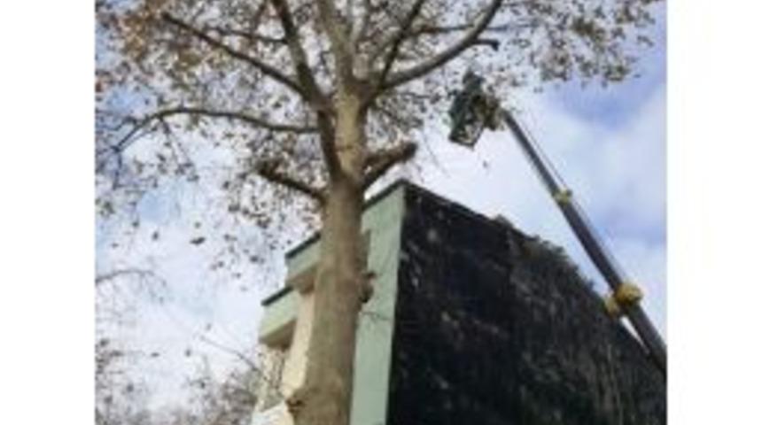 İzmit&rsquo;te Ağa&ccedil;lar Budanıyor