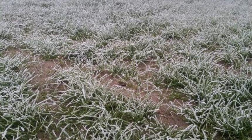 Bursa Beyaza B&uuml;r&uuml;nd&uuml;