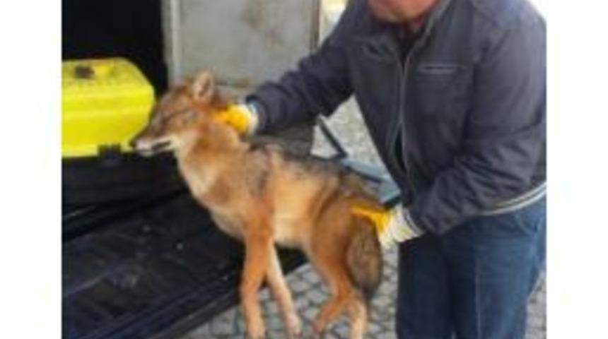 Yaralı Tilkiye Zabıta Sahip &Ccedil;ıktı