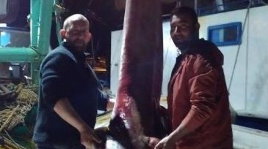 Bodrum&rsquo;da Dev Camg&ouml;z Yakalandı