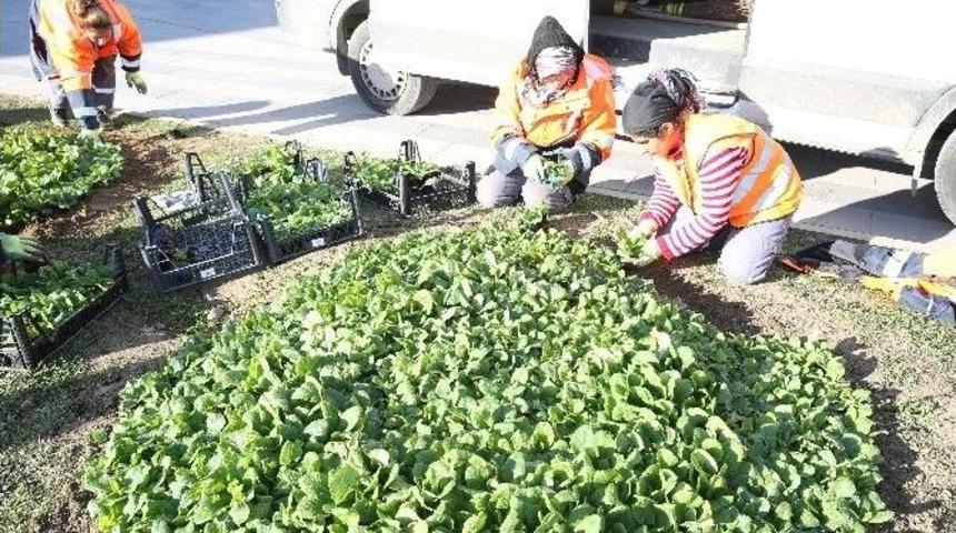 Adapazarı Belediyesi &Ccedil;i&ccedil;&ccedil;eklendirme &Ccedil;alışması Başlattı