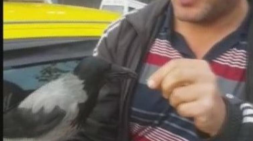 "besle Kargayı Oysun G&ouml;z&uuml;n&uuml;" Atas&ouml;z&uuml; Bu Karga İ&ccedil;in S&ouml;ylenmemiş