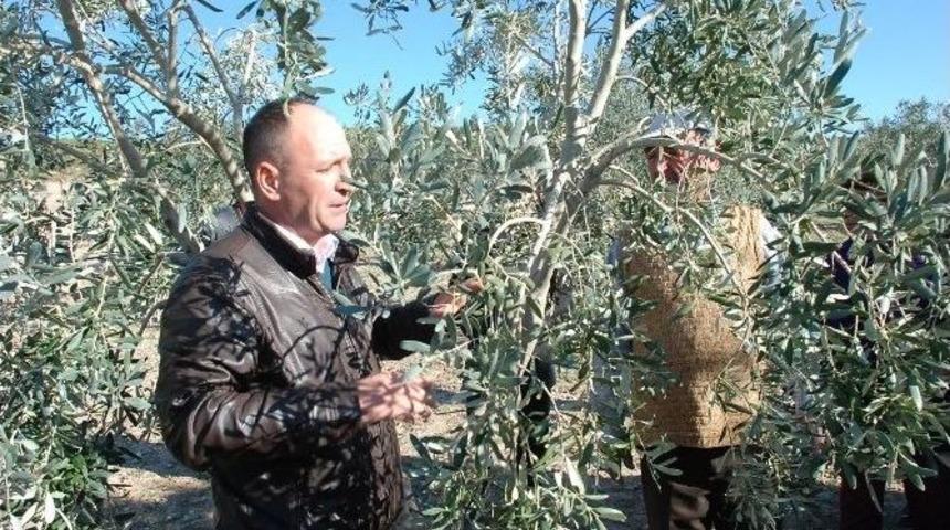 Didim&rsquo;de Zeytincileri Uygulamalı Eğitim