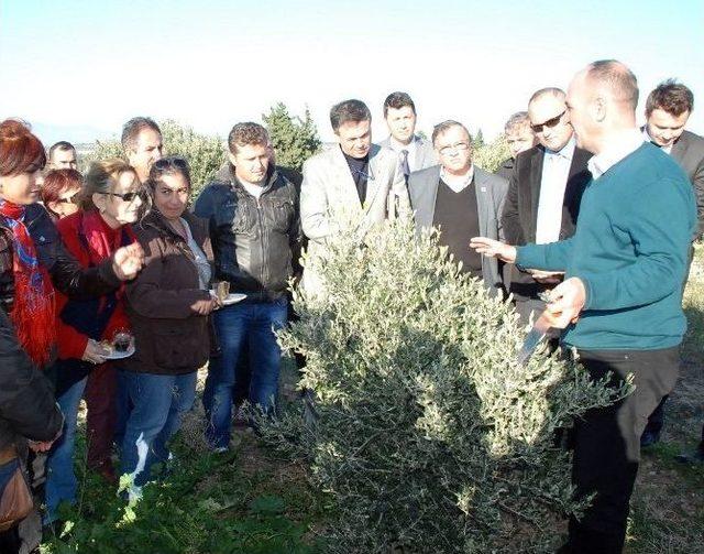 Didim’de Zeytincileri Uygulamalı Eğitim