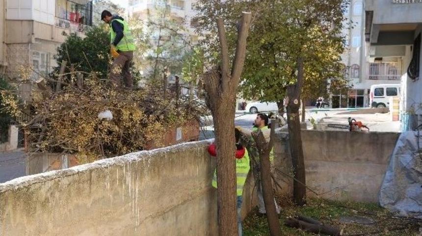Haliliye&rsquo;de Ağa&ccedil; Bakım Ve Budama &Ccedil;alışmaları S&uuml;r&uuml;yor