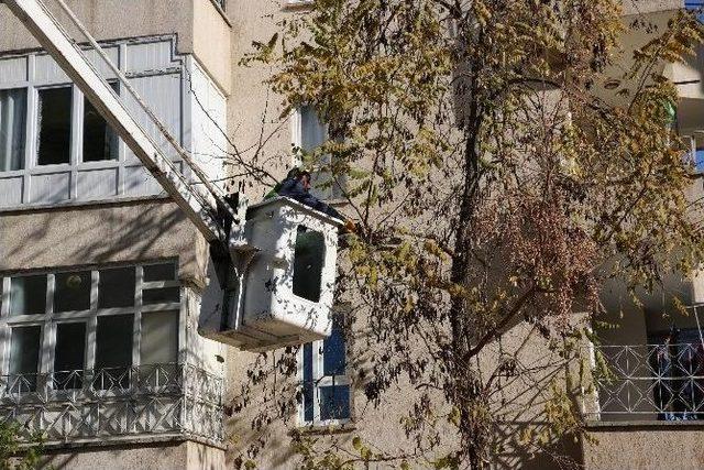 Haliliye’de Ağaç Bakım Ve Budama Çalışmaları Sürüyor