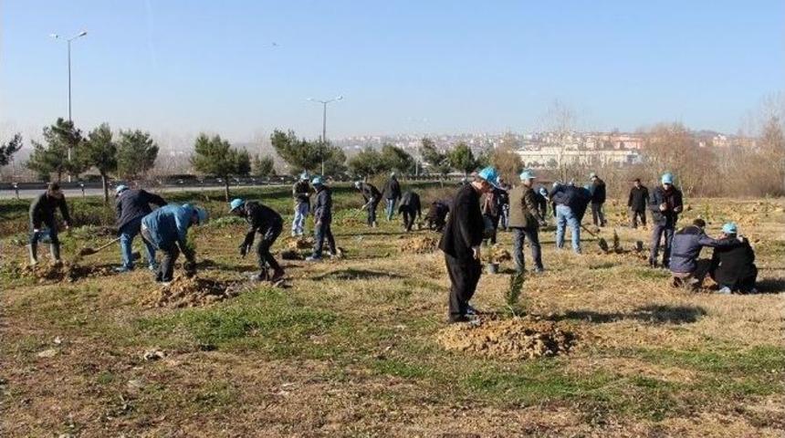 Saski, 480 Selvi Fidanı Dikti