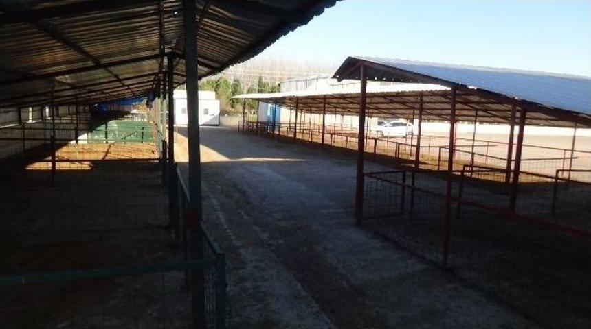 Doğu Marmara&rsquo;nın En B&uuml;y&uuml;k Hayvan Pazarı &lsquo;şap Hastalığı&rsquo; Nedeniyle Kapatıldı