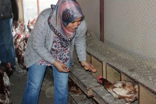 (özel Haber) Çocuklarının Yumurta İhtiyacı Anneye Çiftlik Kurdurdu