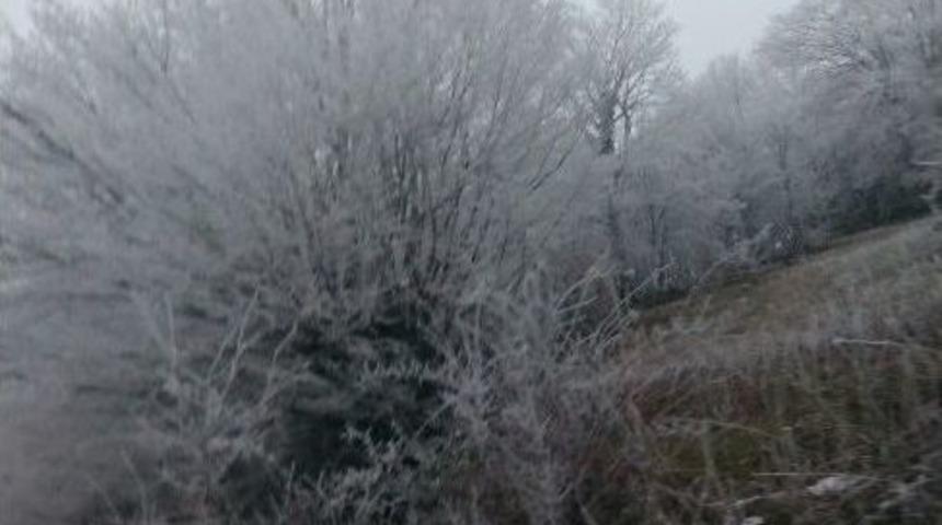 Bitkiler &Uuml;zerindeki Kırağı Adeta Buzdolabı