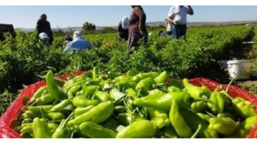 Bitkisel Üretim Bir Önceki Yıla Göre Arttı