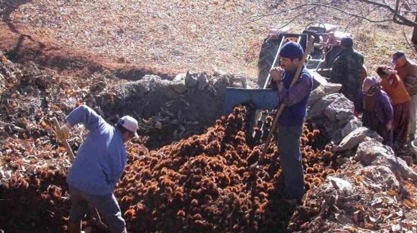 Kestanede D&uuml;ş&uuml;k Fiyat &Uuml;reticiyi &Uuml;zd&uuml;