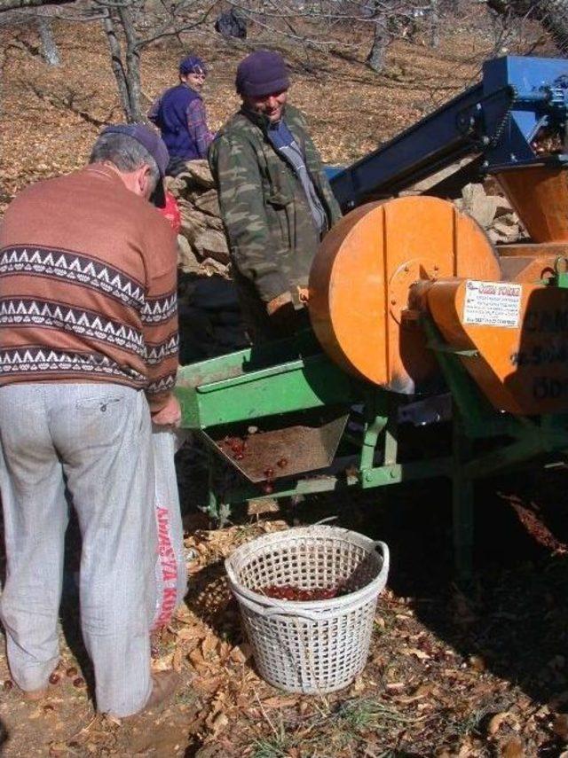 Kestanede Düşük Fiyat Üreticiyi Üzdü