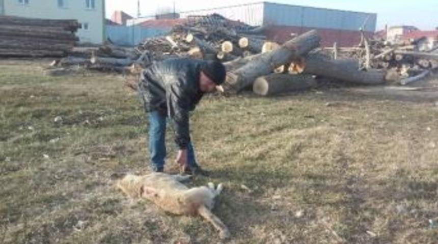 K&uuml;tah&rsquo;ya&rsquo;da K&ouml;pek &Ouml;l&uuml;m&uuml;