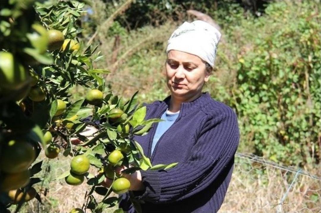 Fındık Diyarında Mandalina Hasadı