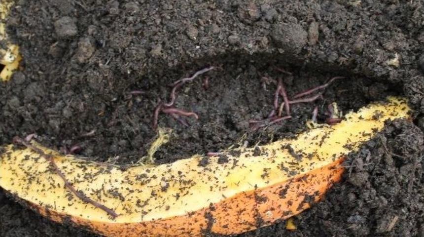 Fenni G&uuml;bre Yerine &Uuml;niversiteli Solucanlar Kullanılacak