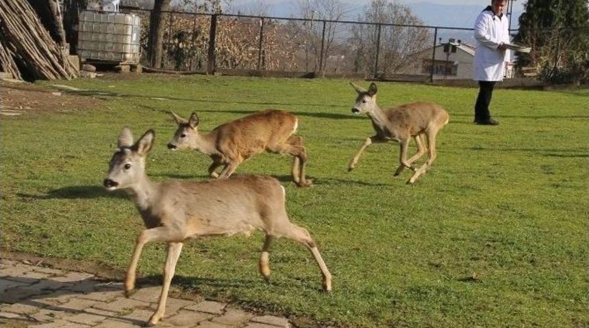 Yaban Hayvanları Koruma Altında