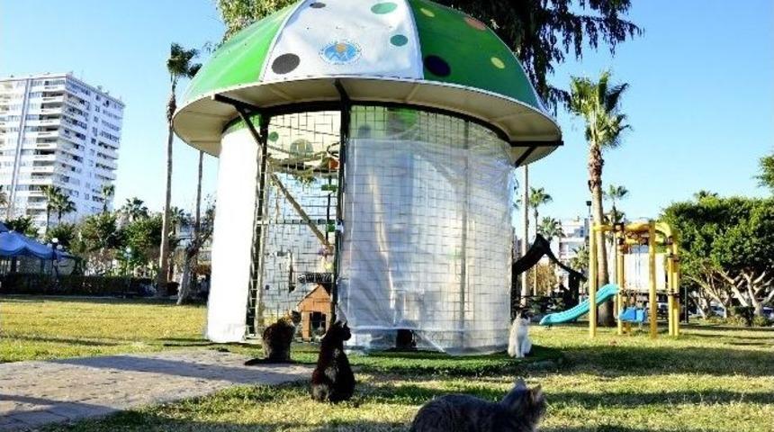 Mersin B&uuml;y&uuml;kşehir Belediyesi, Kedilere Sığınma Evleri Kurdu
