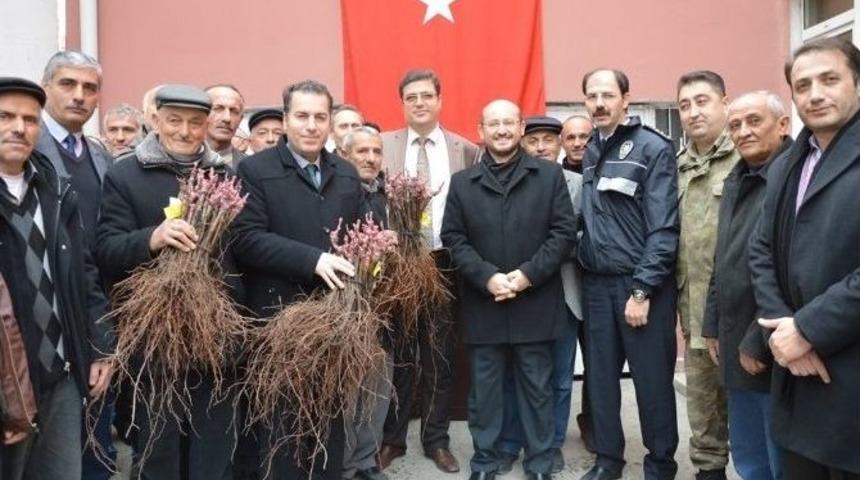 Niksar&rsquo;da 37 Bin Adet Bağ &Ccedil;ubuğu Fidanı Dağıtıldı