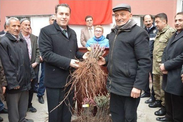 Niksar’da 37 Bin Adet Bağ Çubuğu Fidanı Dağıtıldı