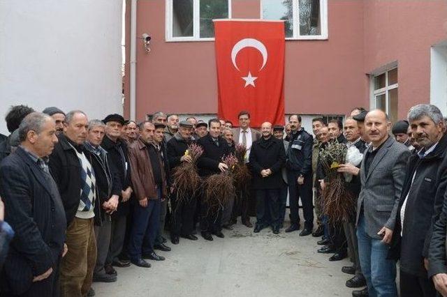 Niksar’da 37 Bin Adet Bağ Çubuğu Fidanı Dağıtıldı