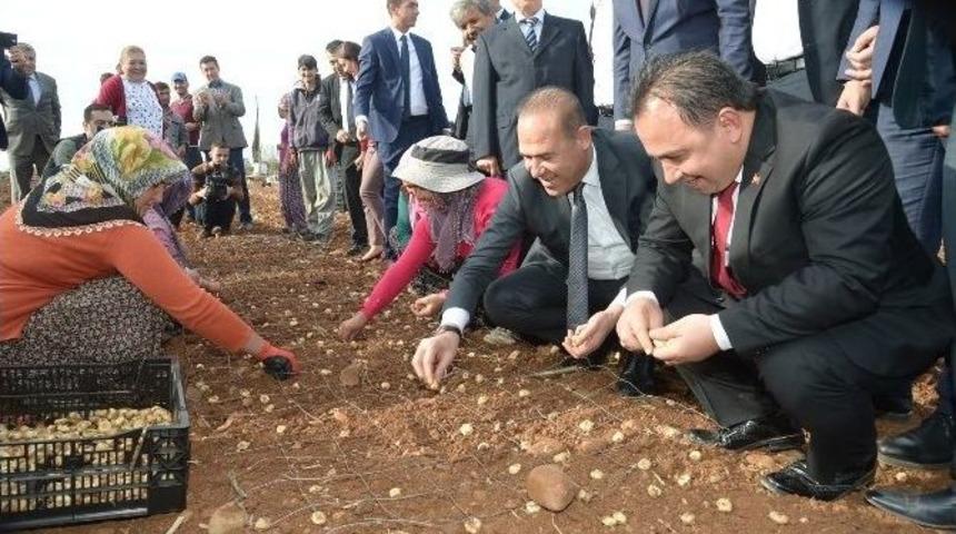 &Ccedil;i&ccedil;ekli&rsquo;de Yetişecek Hollanda&rsquo;da Satılacak