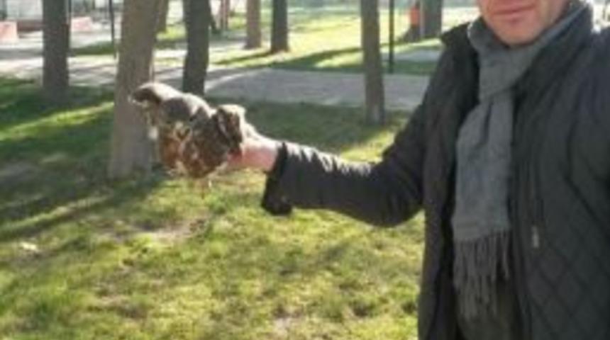 Yaralı Şahine Belediye Şefkati