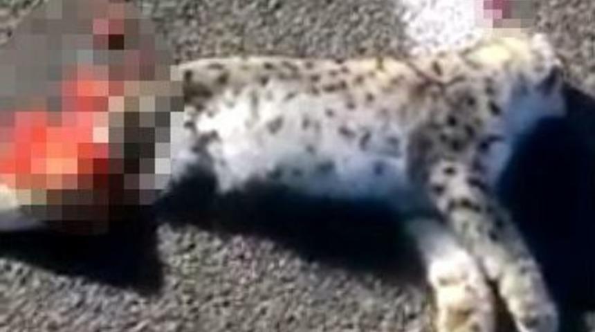 Sarıkamış&rsquo;ta Otomobilin &Ccedil;arptığı Vaşak Telef Oldu