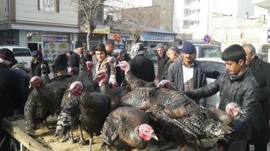 Yılbaşı Hindileri Satışta