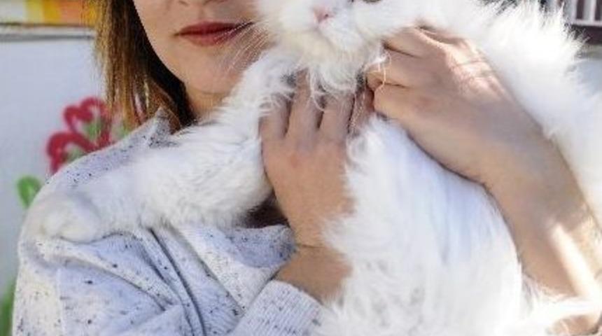 Evde Kedi Beslemeye Mahkeme Onayı