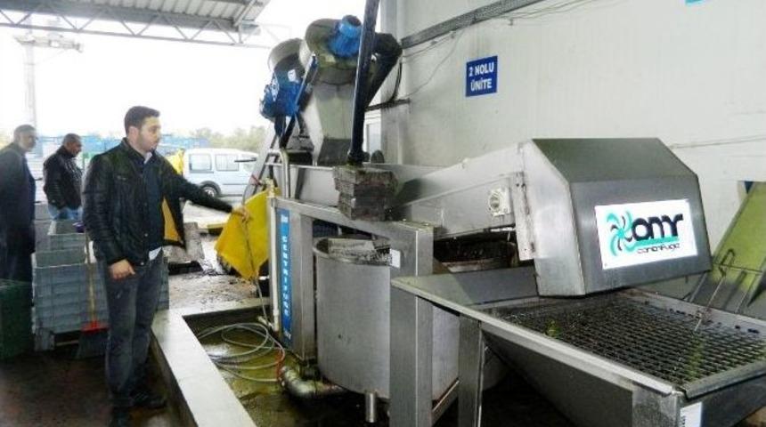 "zeytinyağı Fiyatları Artabilir"