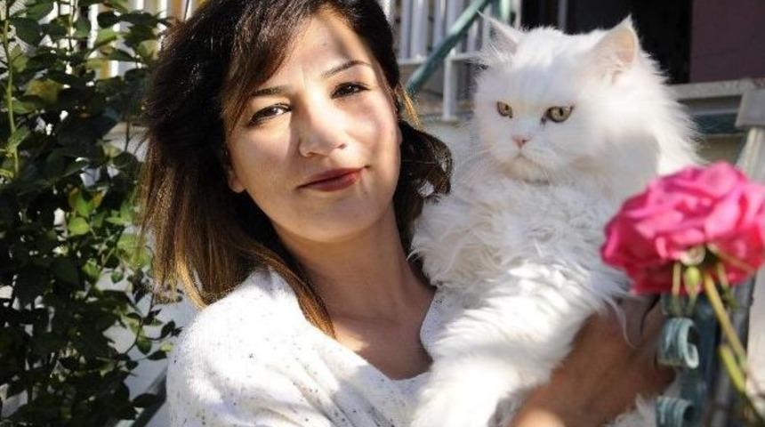 (&ouml;zel Haber) Maviş&rsquo;in Zaferi T&uuml;m Kedilere Emsal Oldu