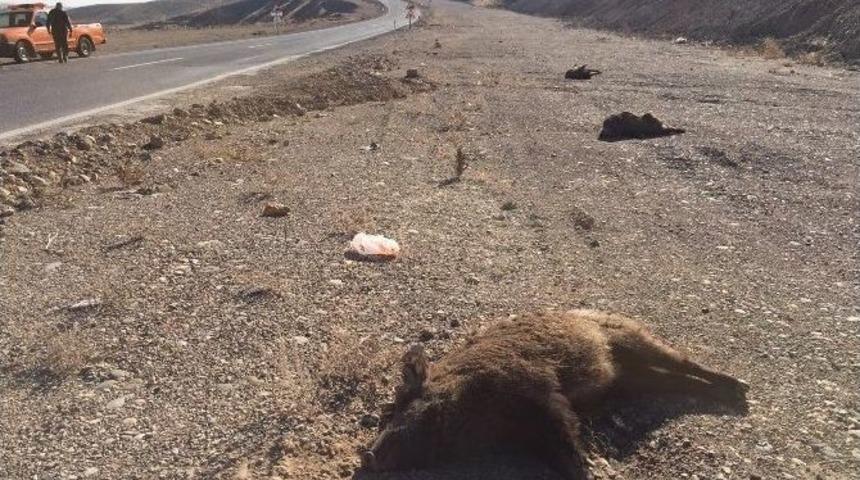 Karayoluna &Ccedil;ıkan Yaban Domuzları Telef Oldu