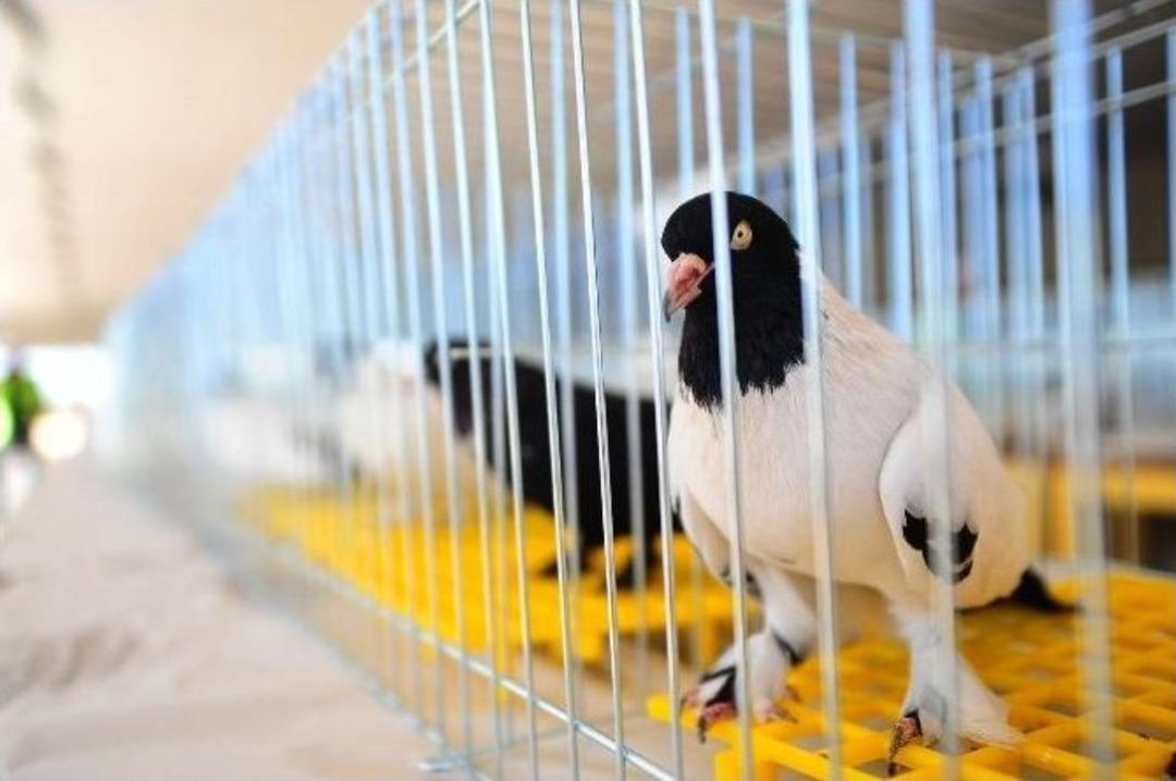 Otomobil Fiyatına G&uuml;vercin