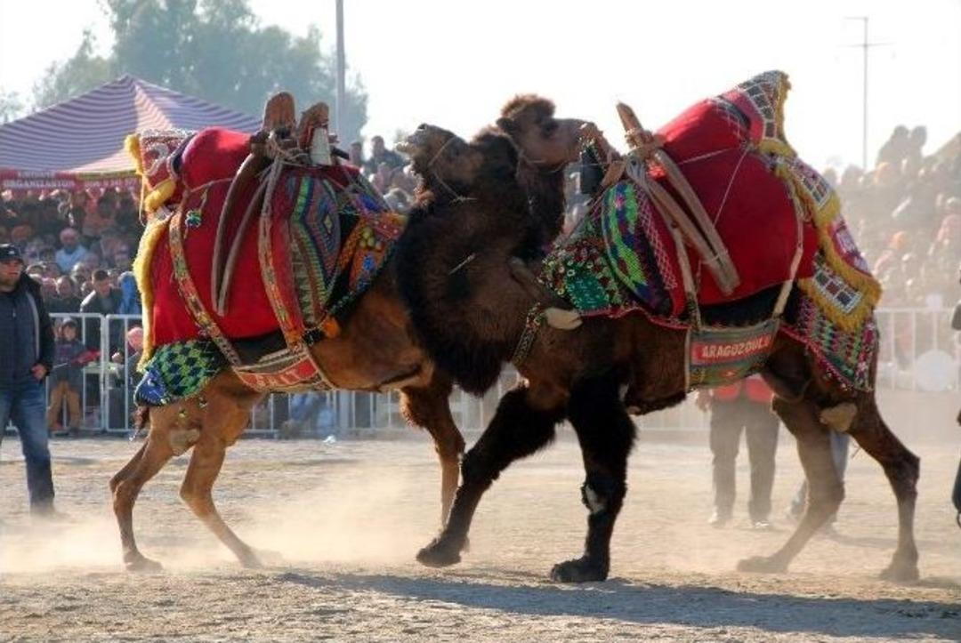 Pehlivan Develer Kozlarını Aydın&rsquo;da Paylaştı